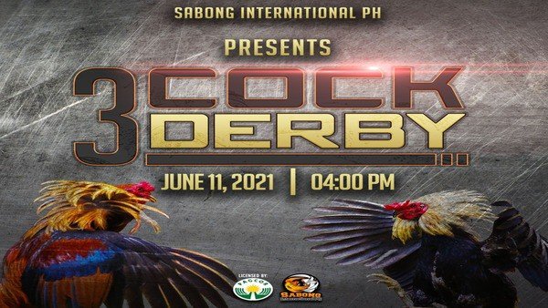 sabong chicken fight live 